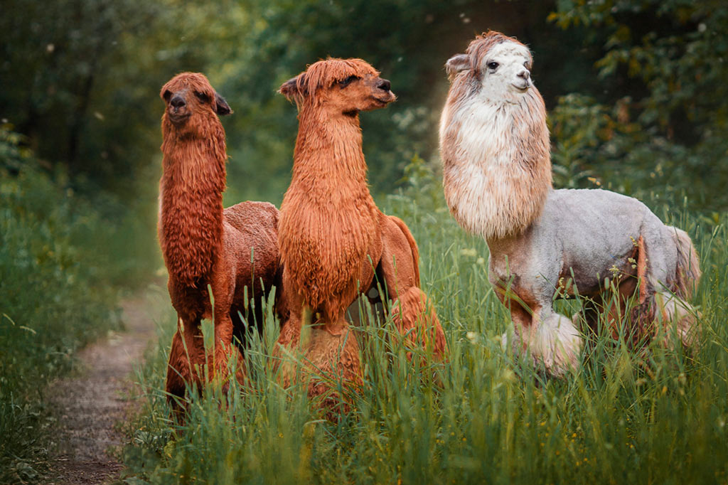 alpaka