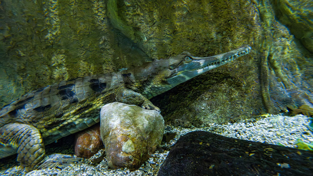 гавиаловый крокодил - москвариум