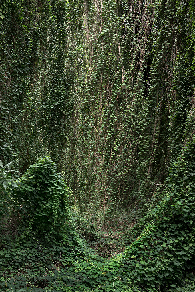 Анхела Копелло. Эдем 01. Триптих. Из серии «Эдем». 2020. Аргентина