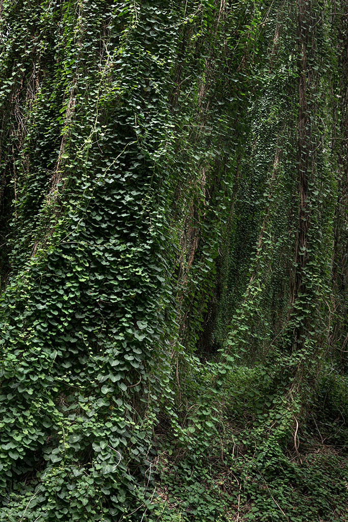 Анхела Копелло. Эдем 01. Триптих. Из серии «Эдем». 2020. Аргентина