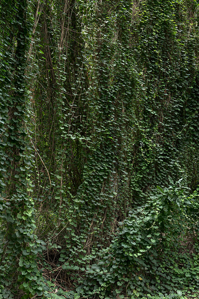 Анхела Копелло. Эдем 01. Триптих. Из серии «Эдем». 2020. Аргентина