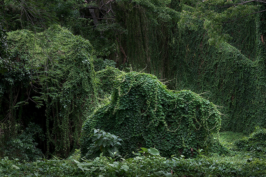 Анхела Копелло. Слон. Из серии «Эдем». 2020. Аргентина