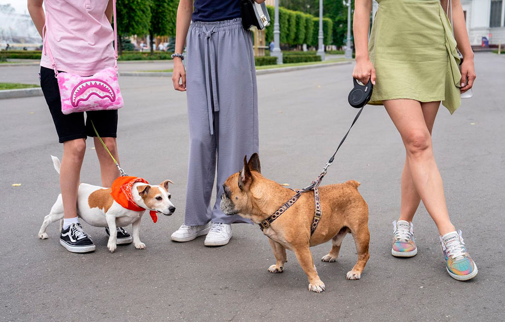 прогулка с собакой на вднх