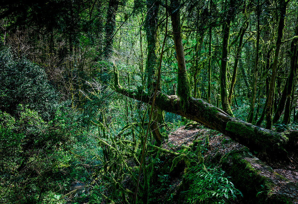 Тисо-самшитовая роща в Сочинском национальном парке