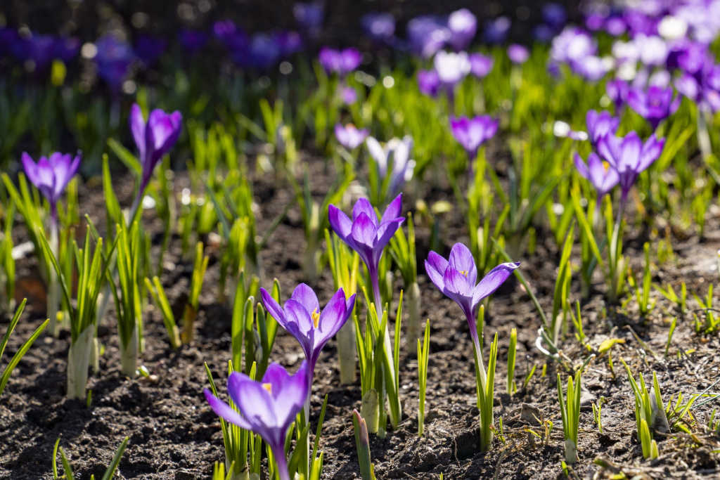 крокусы на вднх