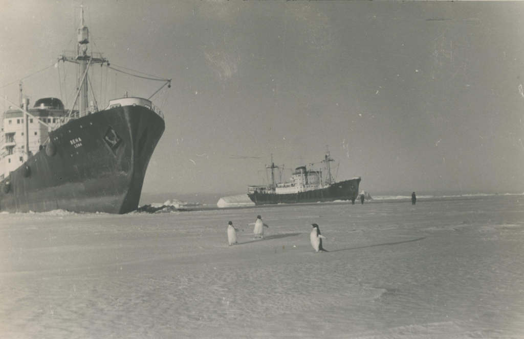 ММО 1 № 11196-12. Фотография из архива Сузюмова Е.М. Д-э 'Лена' и 'Обь' в припае антарктического берега. 1956 г. Предоставлено пресс-службой Музея Мирового океана