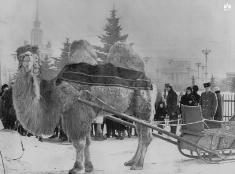 верблюд на вднх