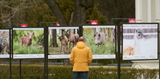 На ВДНХ открылась выставка о «Лосином острове» лосиный остров - фотовыставка на вднх