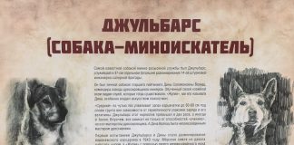Выставка «Четвероногие герои» открывается на сайте музея Башкортостана собаки герои