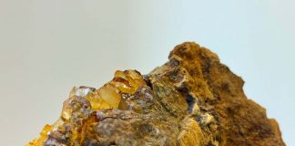 Филинская бухта подарила музею янтарь с морским моллюском янтарь